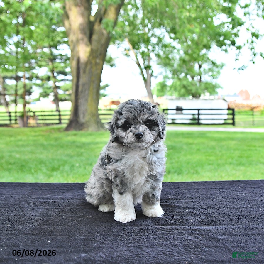 Mini Aussiedoodle dogs Tilly - Ad 2
