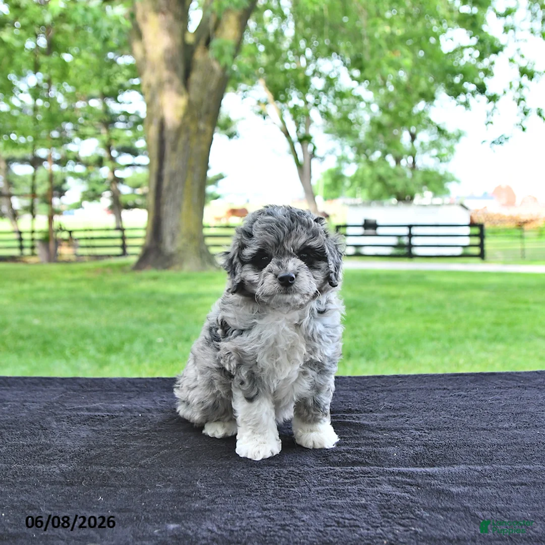 Mini Aussiedoodle dogs for sale: Tilly - Ad 2