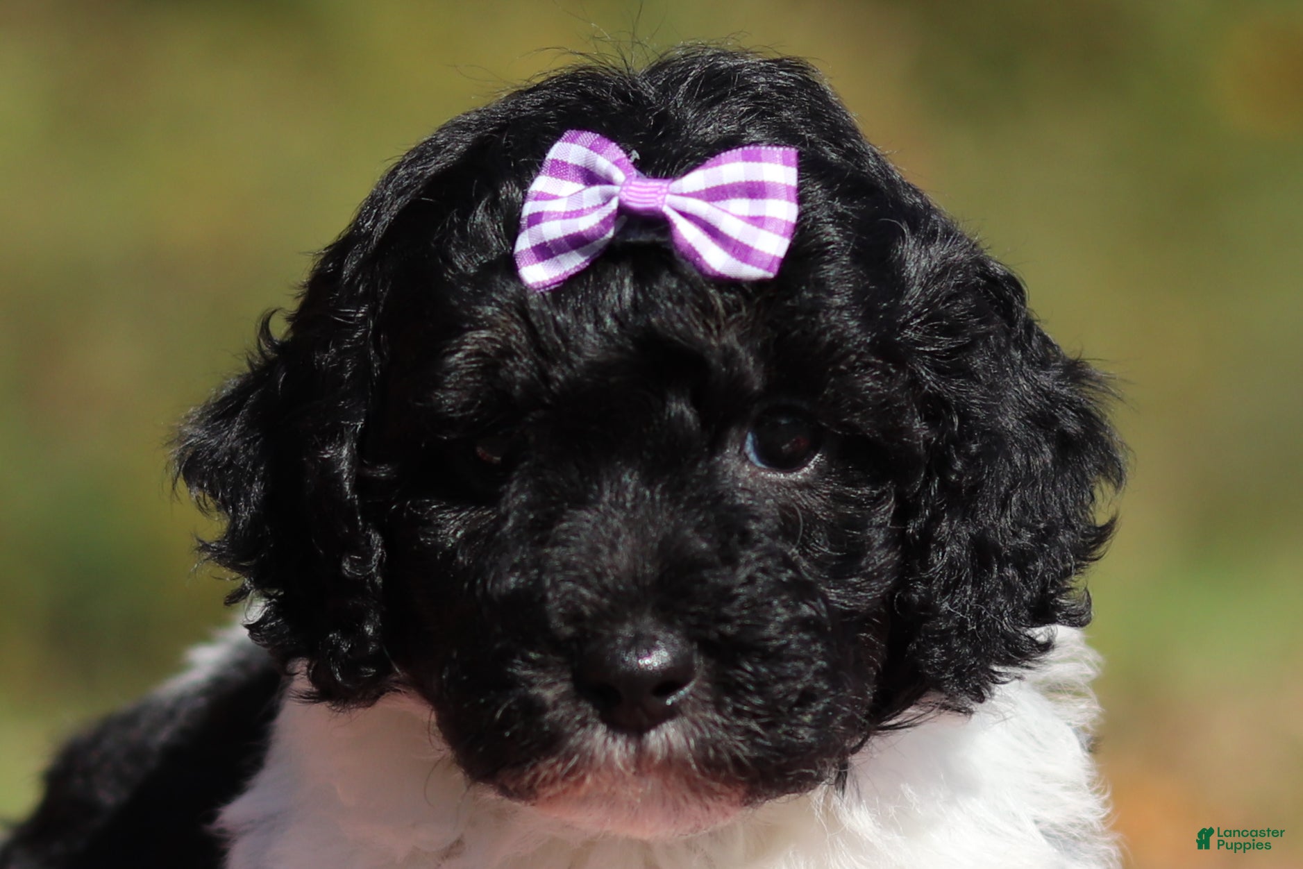 Miniature Poodle dogs Josie (AKC) - Ad 1