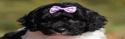 Miniature Poodle dogs for sale: Josie (AKC) - Ad 1