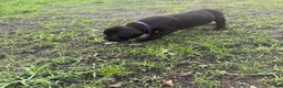 Cane Corso dogs for sale: Cane Corso Puppy 8 - Ad 2