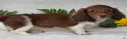 Miniature Dachshund dogs for sale: Jenna - Ad 3