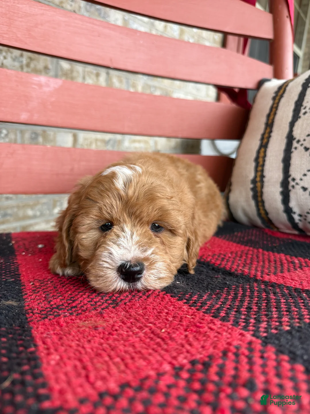 Mini Bernedoodle dogs for sale: Oliver - Ad 1