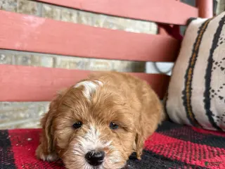 Mini Bernedoodle dogs Oliver - Ad 29