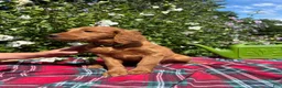 Mixed Breed dogs for sale: Lily - Irish Goldendoodle - Ad 10