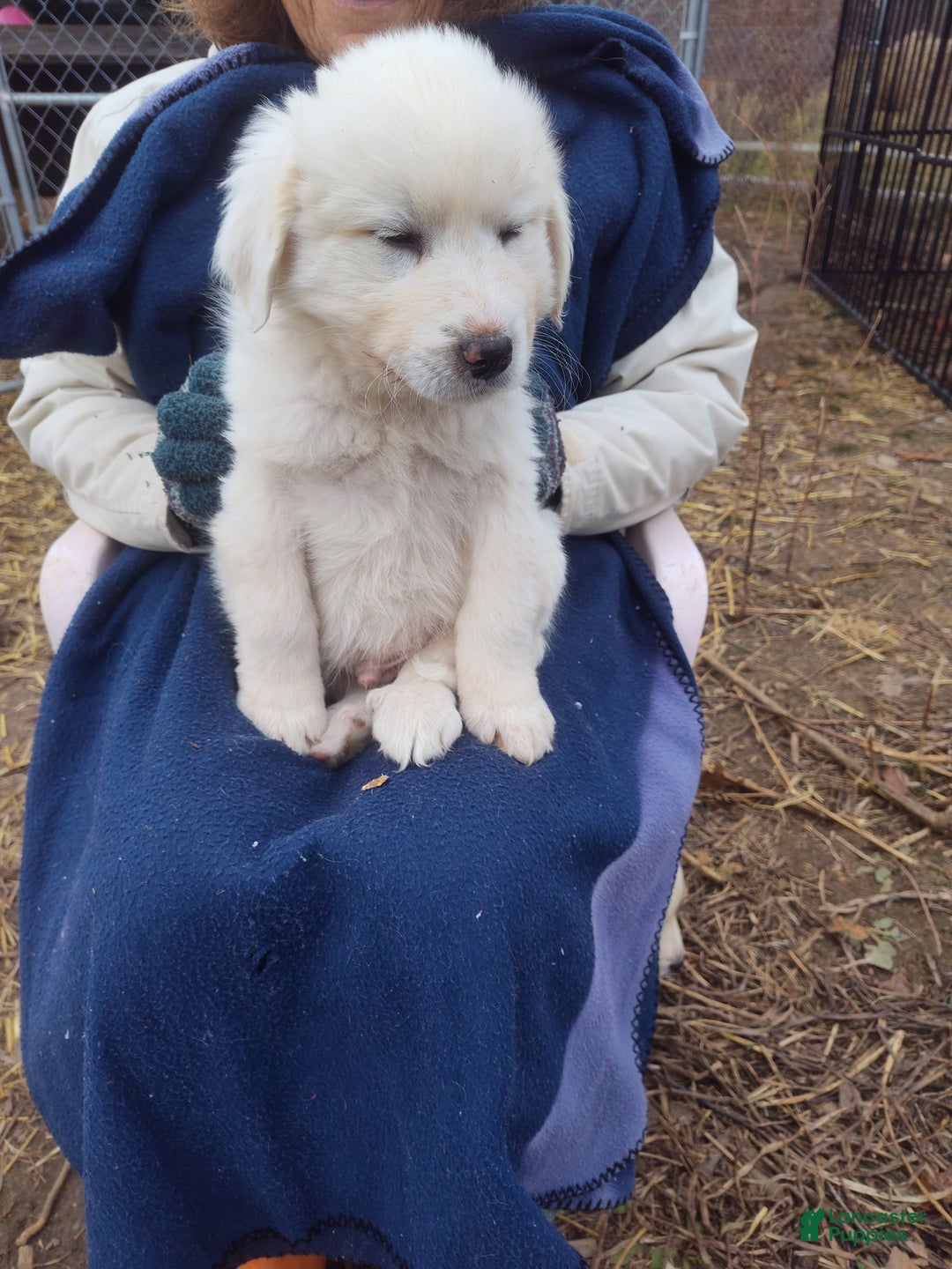 Great Pyrenees dogs for sale: Ferdinand - Ad 1