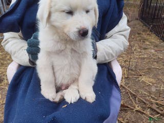 Great Pyrenees dogs Ferdinand - Ad 23