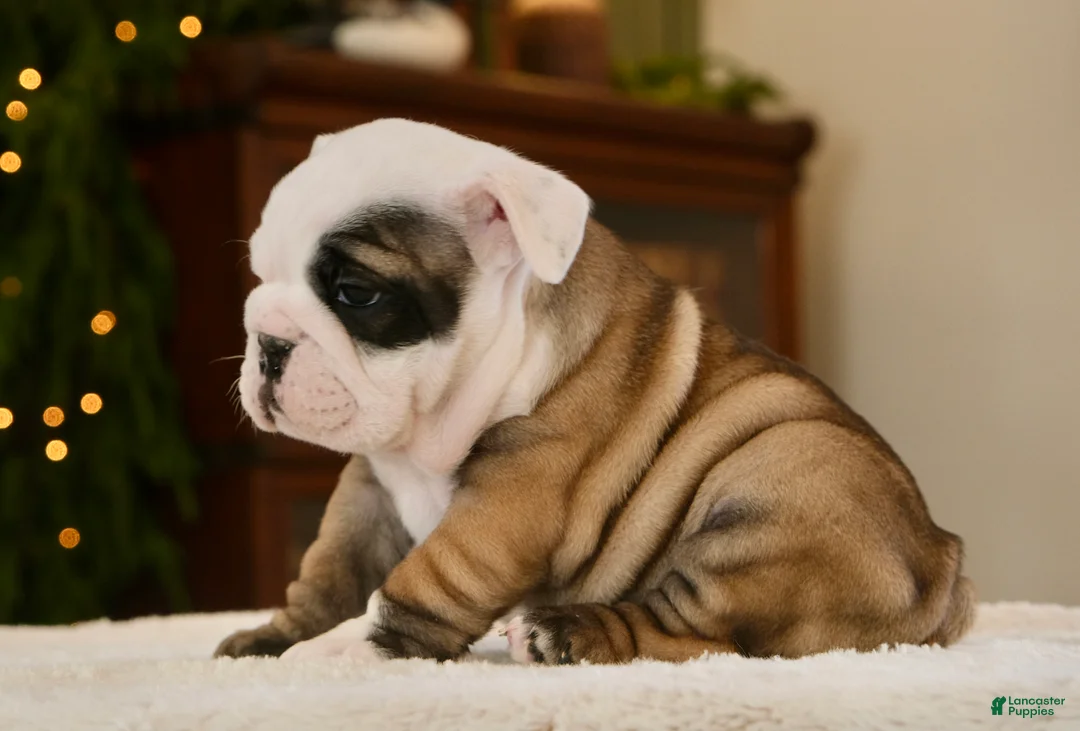 English Bulldog dogs for sale: Bella - Ad 4