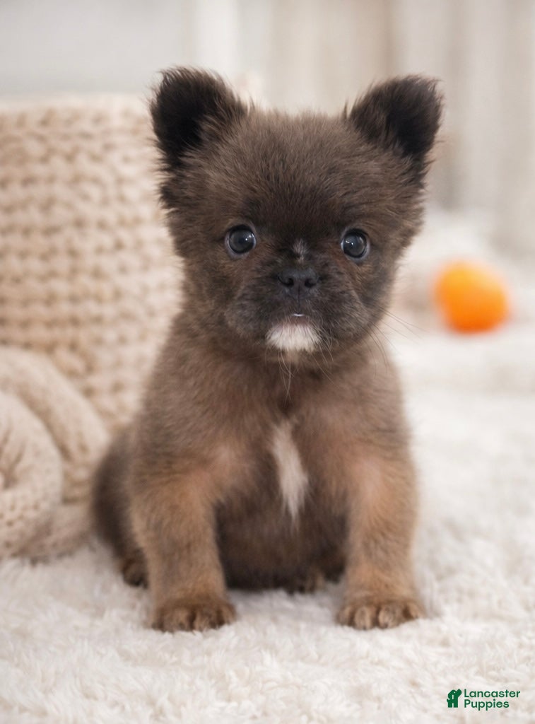 French Bulldog dogs FATBOY - Ad 41