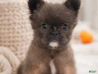 French Bulldog dogs FATBOY - Ad 41