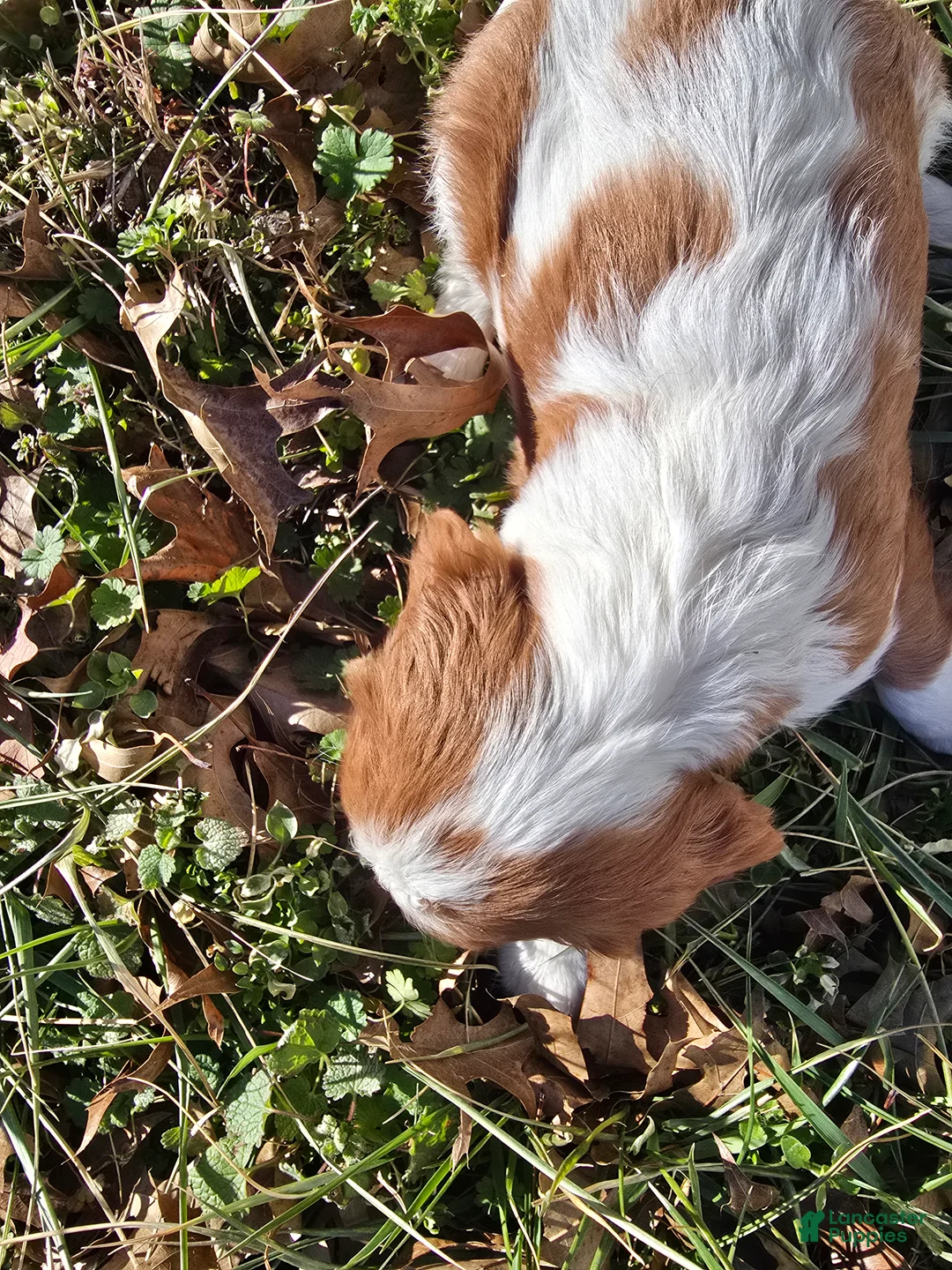 Cavalier King Charles Spaniel dogs for sale: Darla - Ad 18