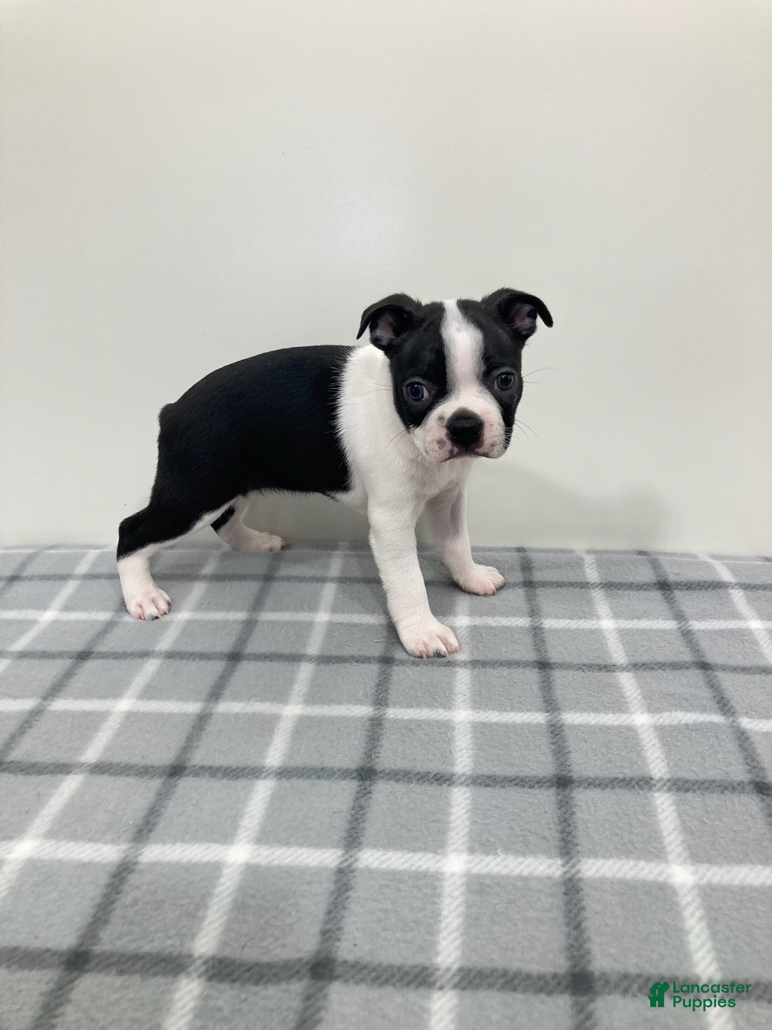 Boston Terrier dogs Nellie Boston Terrier  - Ad 2
