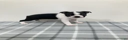 Boston Terrier dogs for sale: Nellie Boston Terrier  - Ad 2