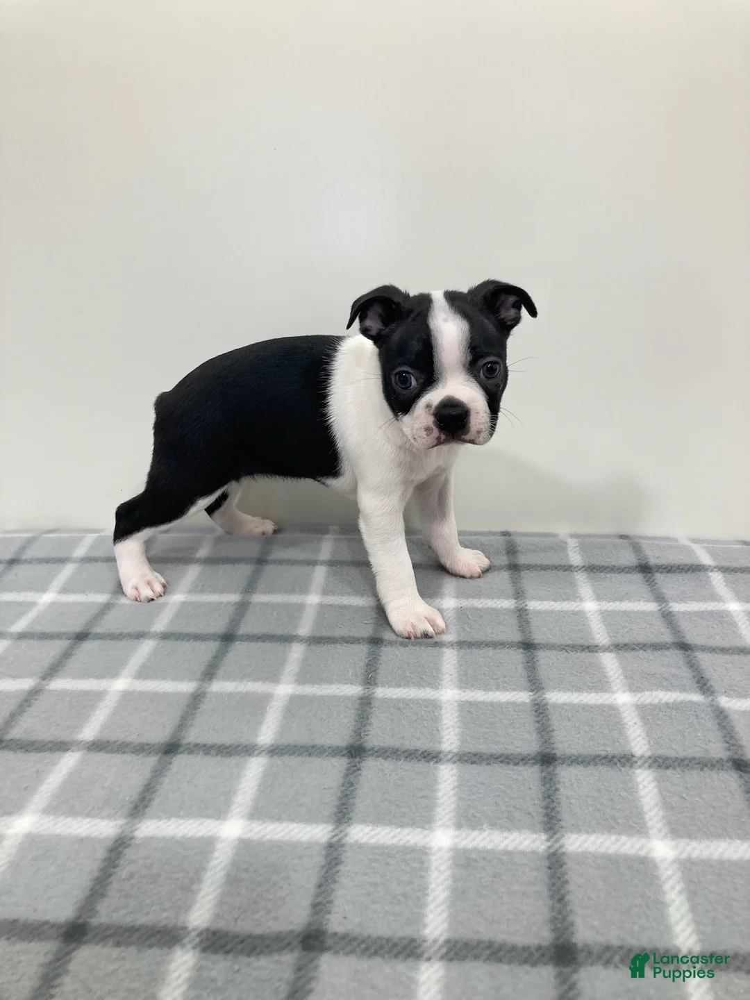 Boston Terrier dogs for sale: Nellie Boston Terrier  - Ad 2