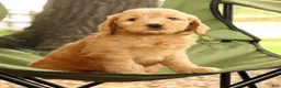 Mini Goldendoodle dogs for sale: Molly - Ad 8