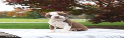 Boston Terrier dogs for sale: Pepper - Ad 1