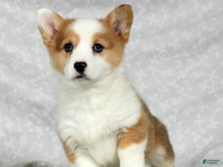 Welsh Corgi Pembroke dogs - Ad 29
