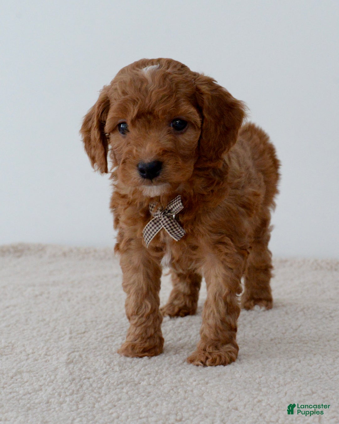 Mini Goldendoodle dogs for sale: Gingersnap-petite  - Ad 1