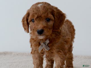 Mini Goldendoodle dogs Gingersnap-petite - Ad 40