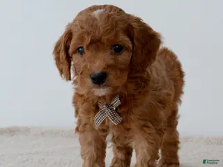 Mini Goldendoodle dogs Gingersnap-petite - Ad 32