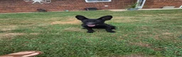 German Shepherd dogs for sale: German Shepherd 4 - Ad 2