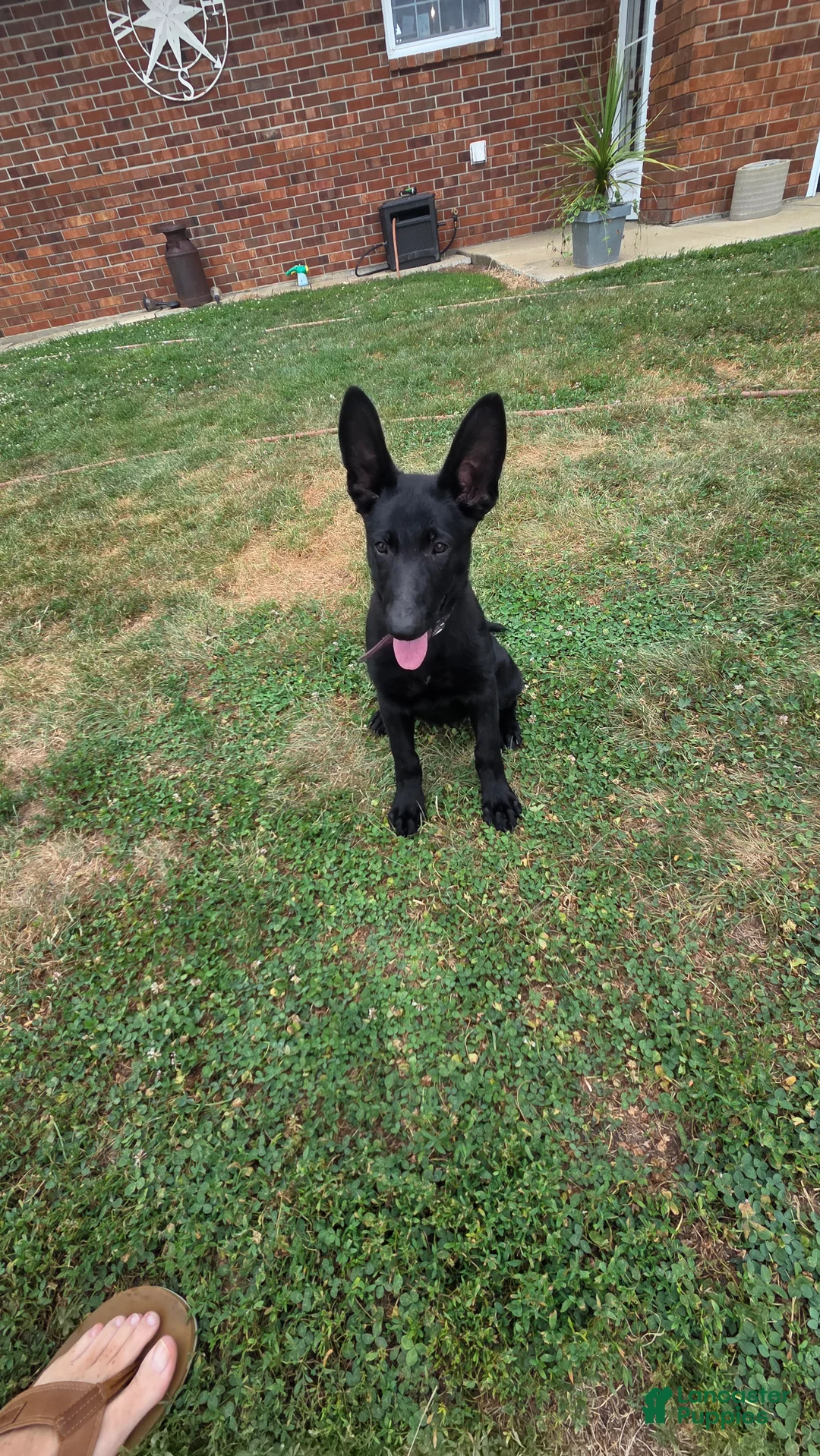 German Shepherd dogs for sale: German Shepherd 4 - Ad 2