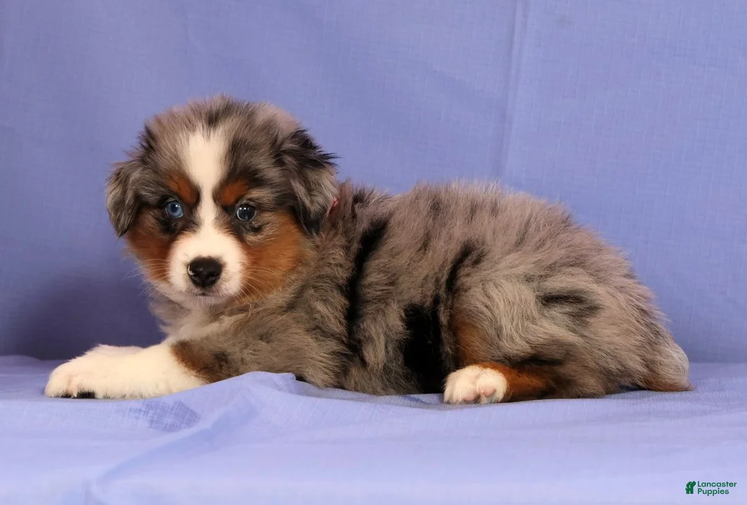 Miniature Australian Shepherd dogs for sale: Joey - Ad 2