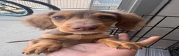 Miniature Dachshund dogs for sale: Miniature Dachshund 1 - Ad 2