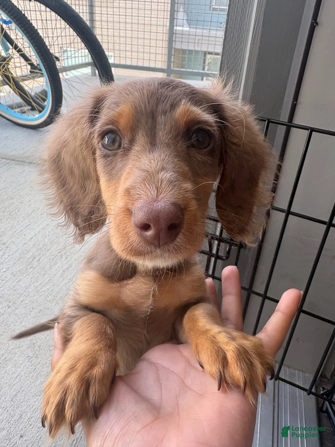 Miniature Dachshund dogs for sale: Miniature Dachshund 1 - Ad 2