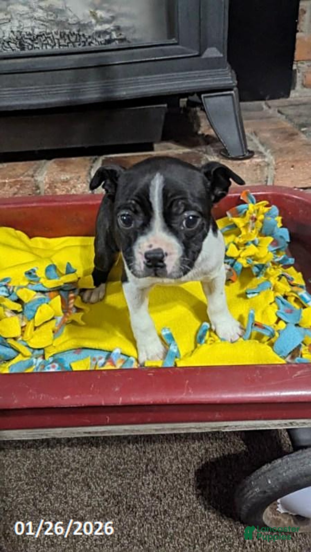 Boston Terrier dogs for sale: Heidi - Ad 1