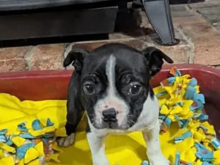 Boston Terrier dogs Heidi - Ad 2