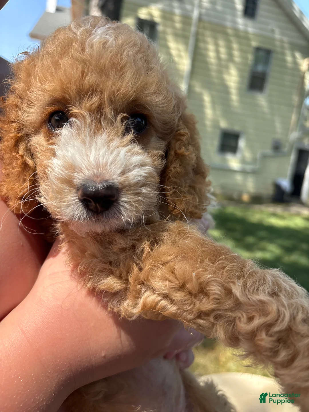 Cockapoo dogs for sale: Snuggles - Ad 2