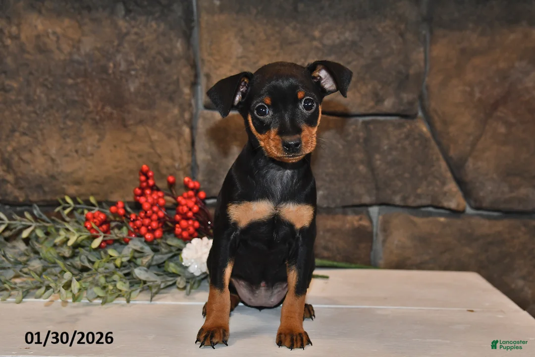 Miniature Pinscher dogs for sale: Annie - Ad 3