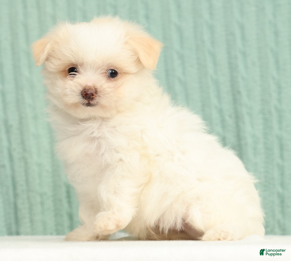 Pomapoo dogs Peanut - Ad 1
