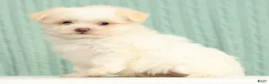 Peanut