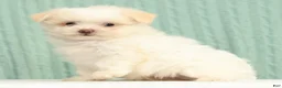 Pomapoo dogs for sale: Peanut - Ad 1