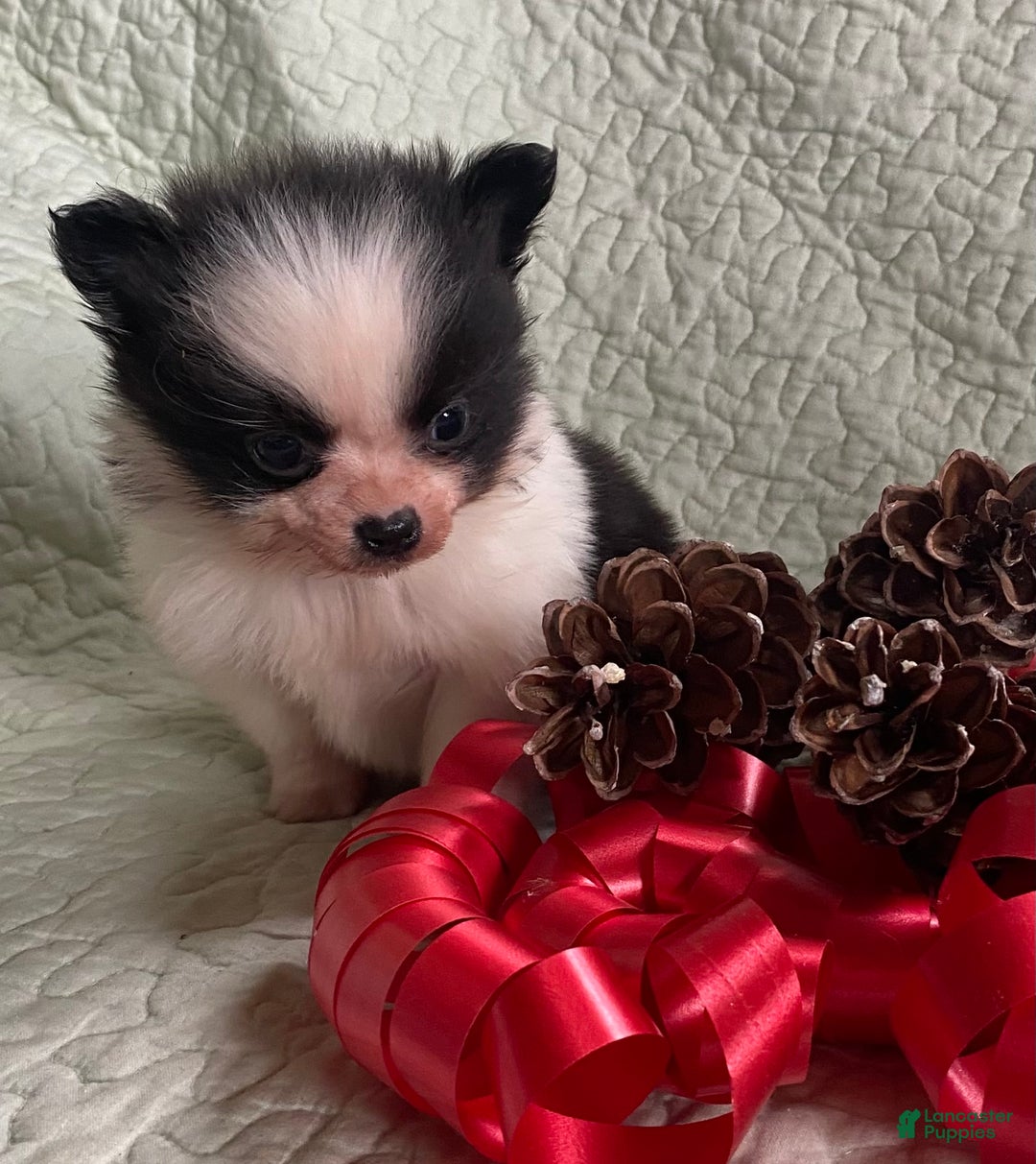 Pomchi dogs for sale: Toby  - Ad 7