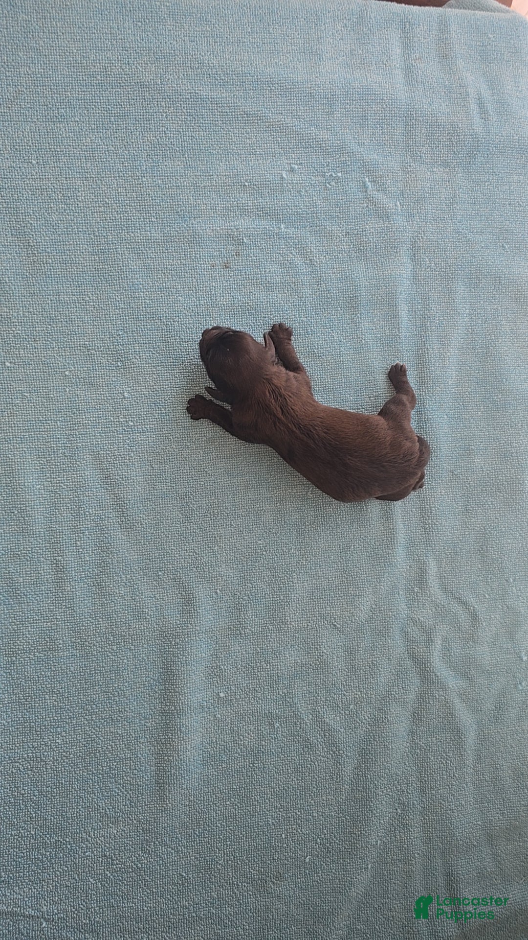 Mixed Breed dogs for sale: Tilly - Ad 4