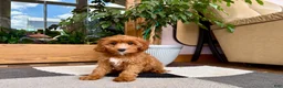 Cavapoo dogs for sale: Cavapoo 1 - Ad 9