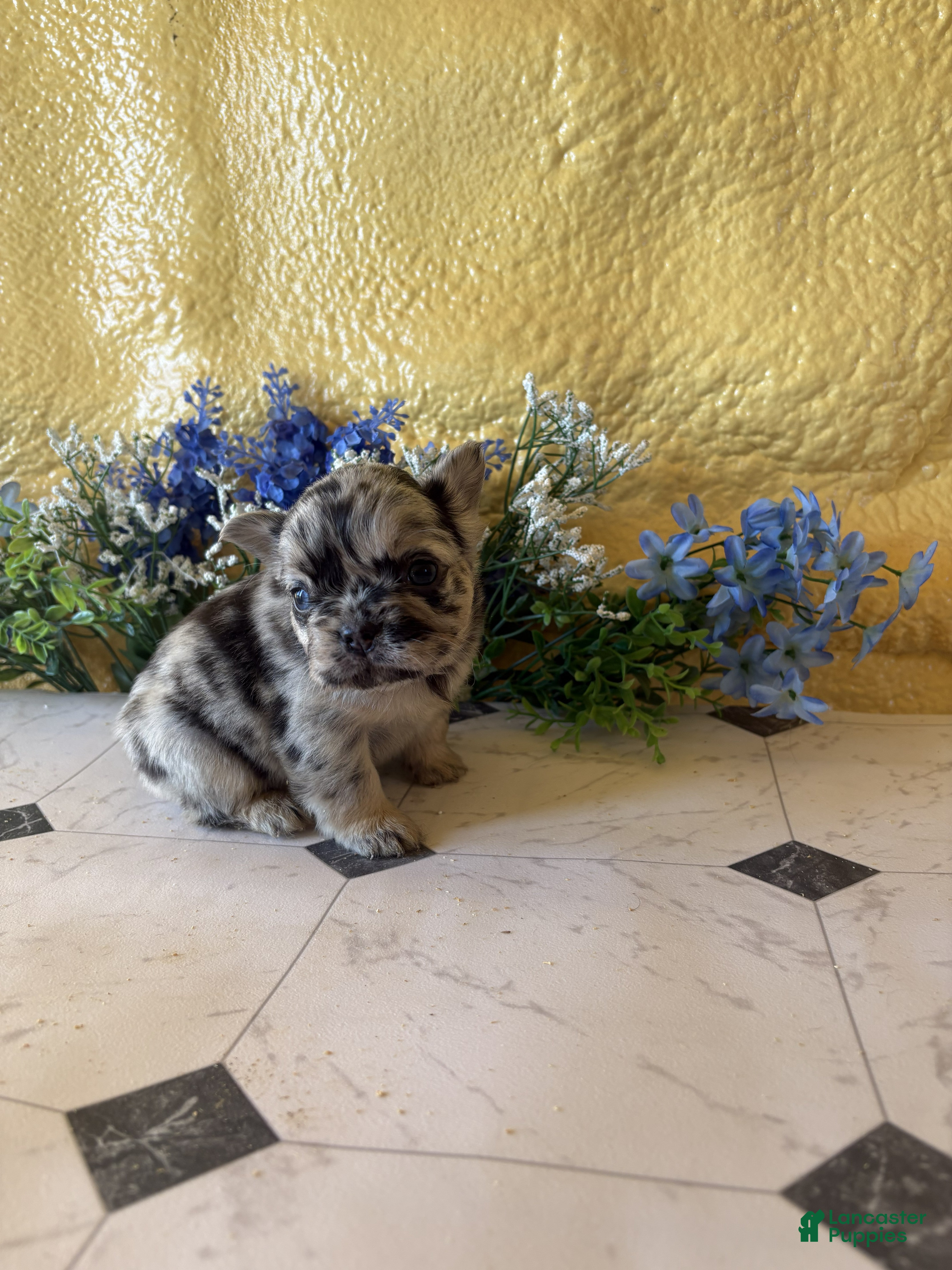 French Bulldog dogs French Bulldog Puppy 3 Nina - Ad 15