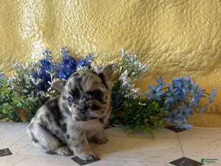 French Bulldog dogs French Bulldog Puppy 3 Nina - Ad 15