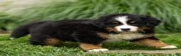 Bernese Mountain Dog dogs for sale: Brady Bernese Mountain Dog  - Ad 9