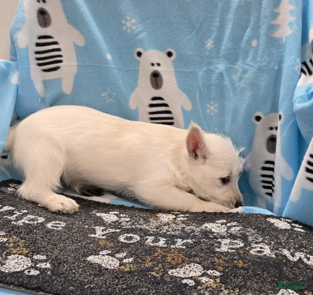 West Highland Terrier dogs for sale: Liz - Ad 6