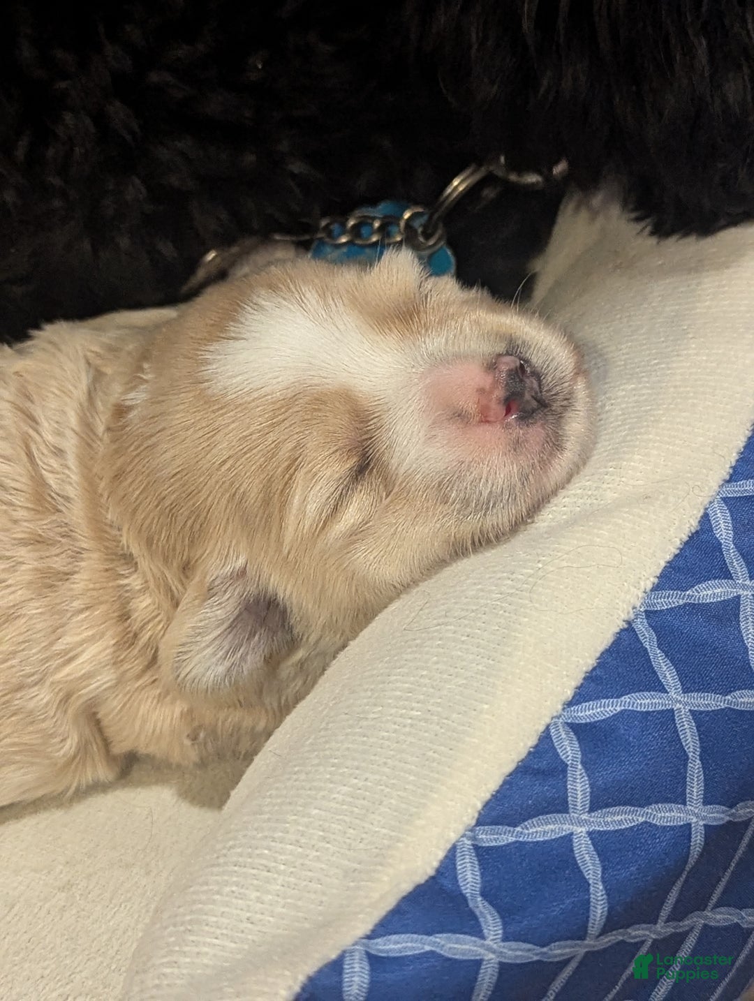 Mixed Breed dogs for sale: Rocket - Ad 23