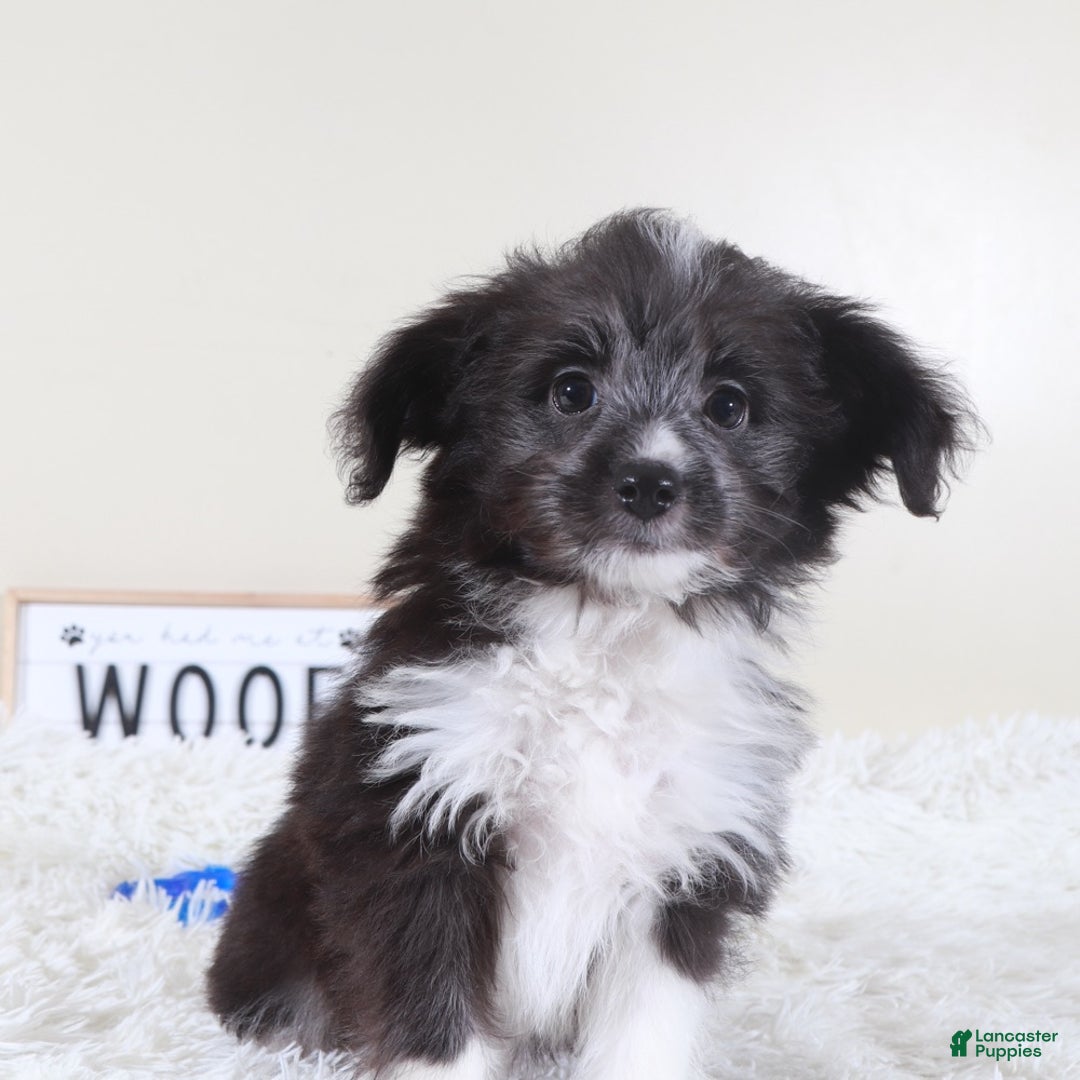Mini Aussiedoodle dogs for sale: Mini Aussiedoodle Puppy Buzz - Ad 5