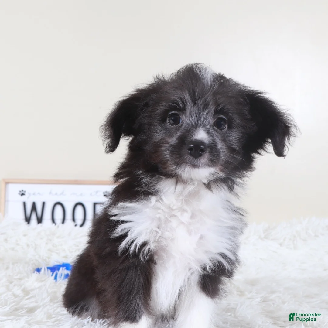 Mini Aussiedoodle dogs for sale: Mini Aussiedoodle Puppy Buzz - Ad 5