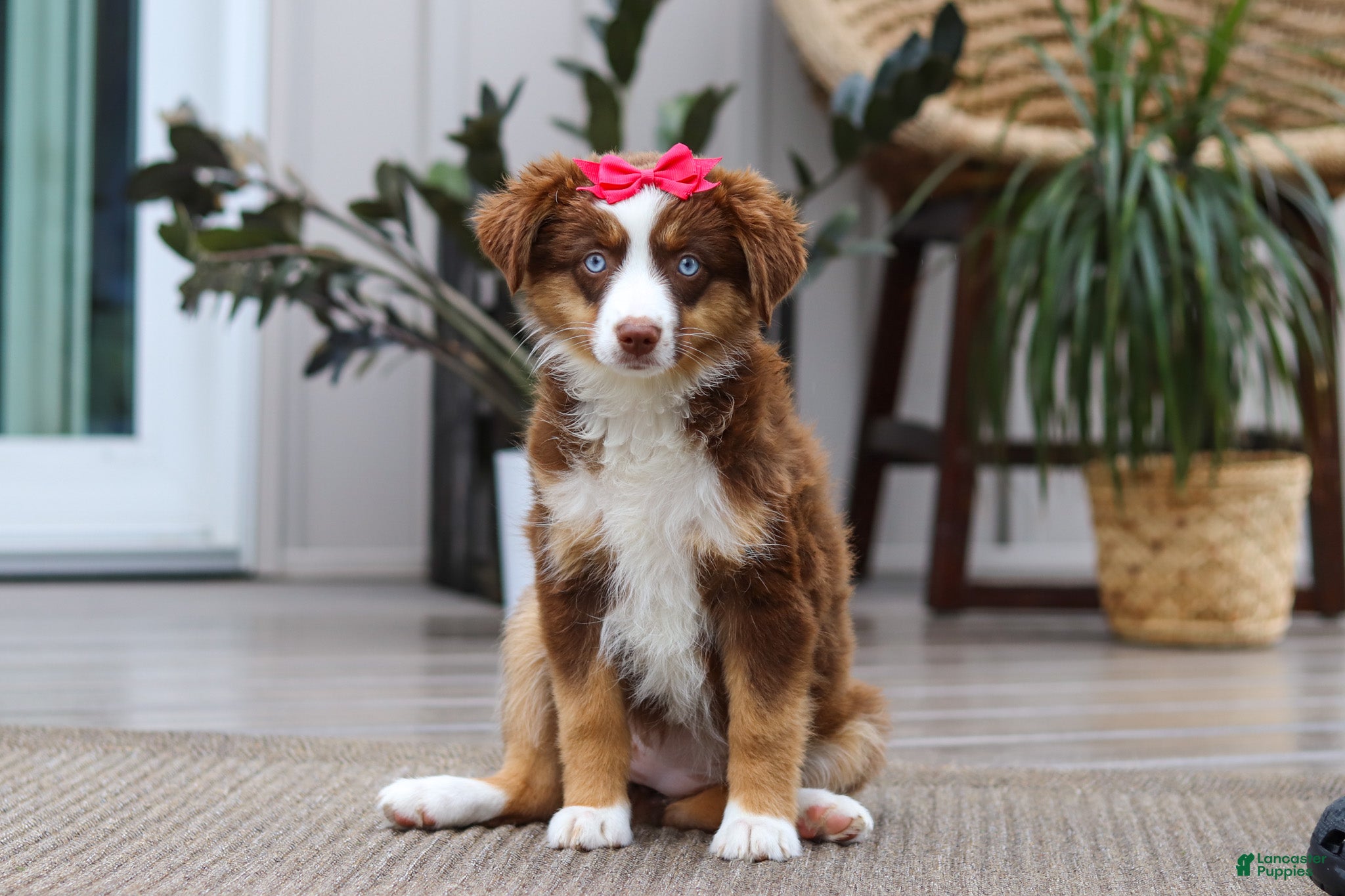Australian Shepherd dogs Eden - Ad 1