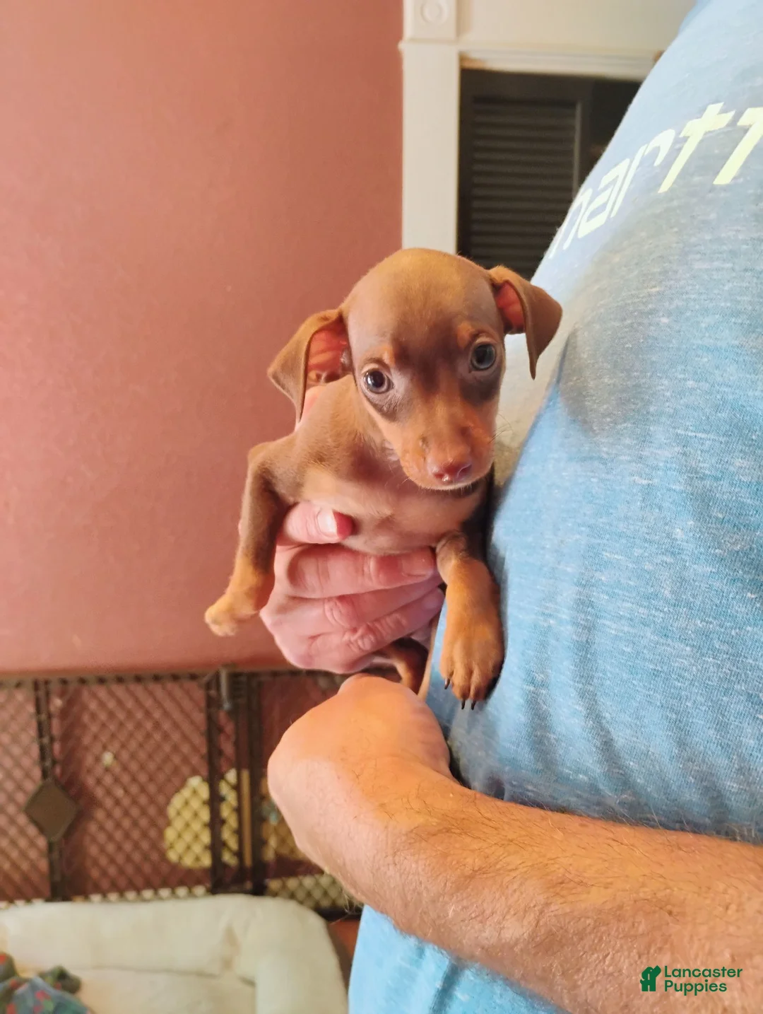Miniature Pinscher dogs for sale: Miniature Pinscher 2 - Ad 1