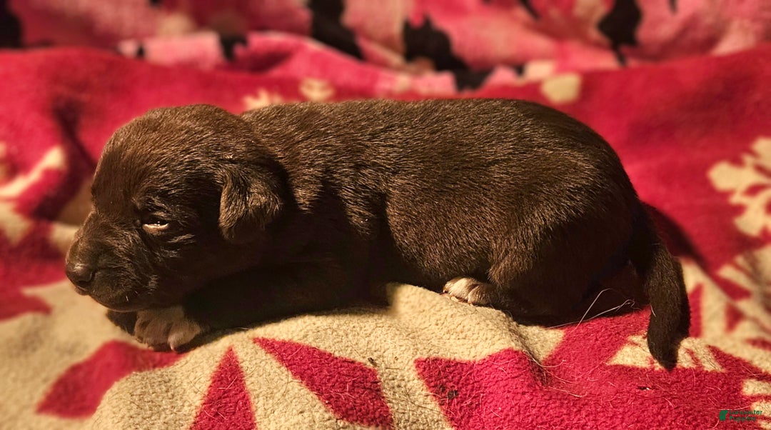 Border Collie dogs for sale: Hook - Ad 10