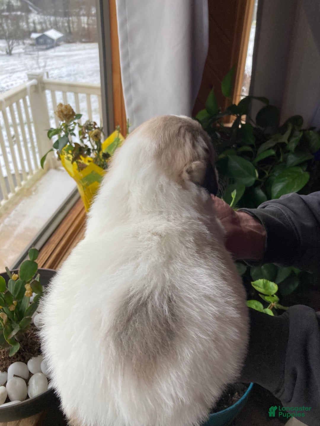 Great Pyrenees dogs for sale: Great Pyrenees Female Puppy - Purple - Ad 7